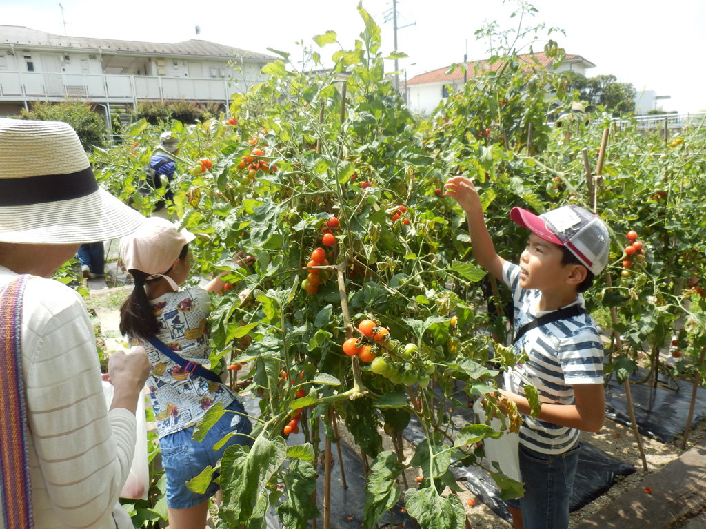 「夏野菜の収穫体験」の様子