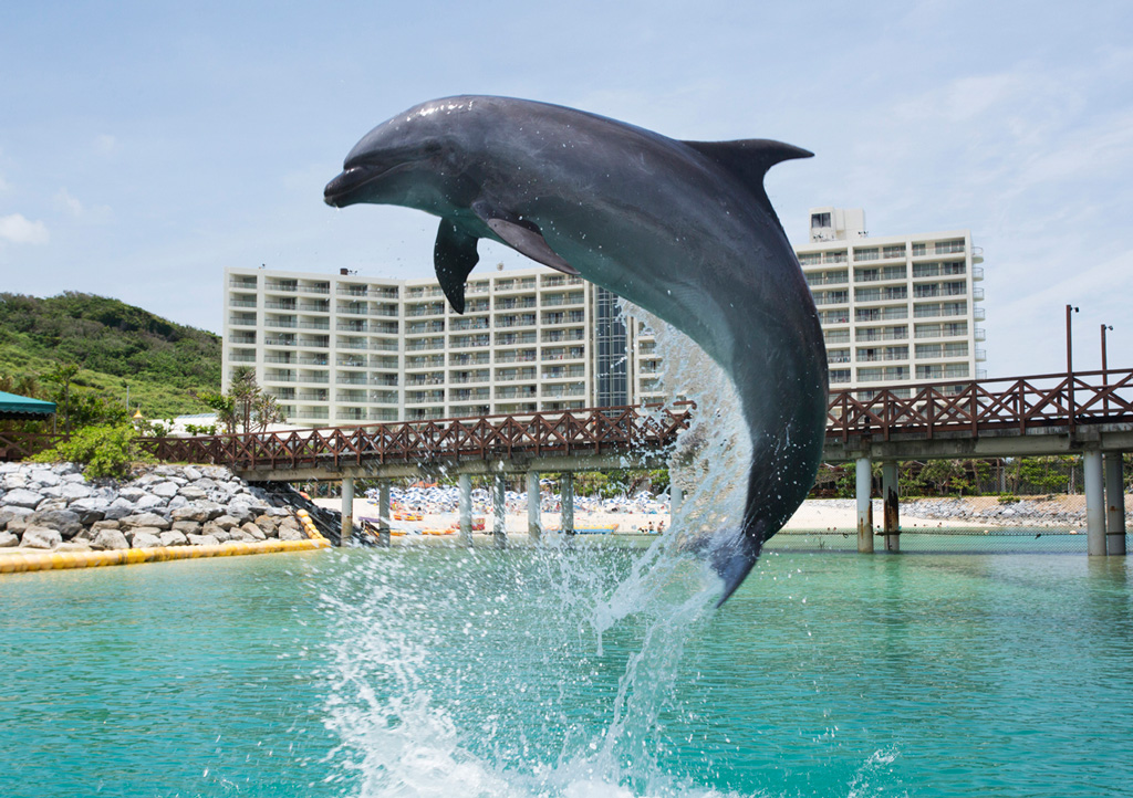 ドルフィンジャンプイメージ/ルネッサンス リゾート オキナワ（沖縄県/恩納村）
