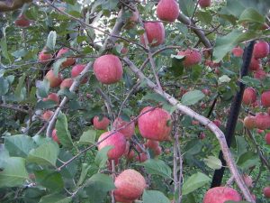 天童・東根・寒河江の秋の味覚&果物狩り9選!ぶどう狩り・りんご狩りなど
