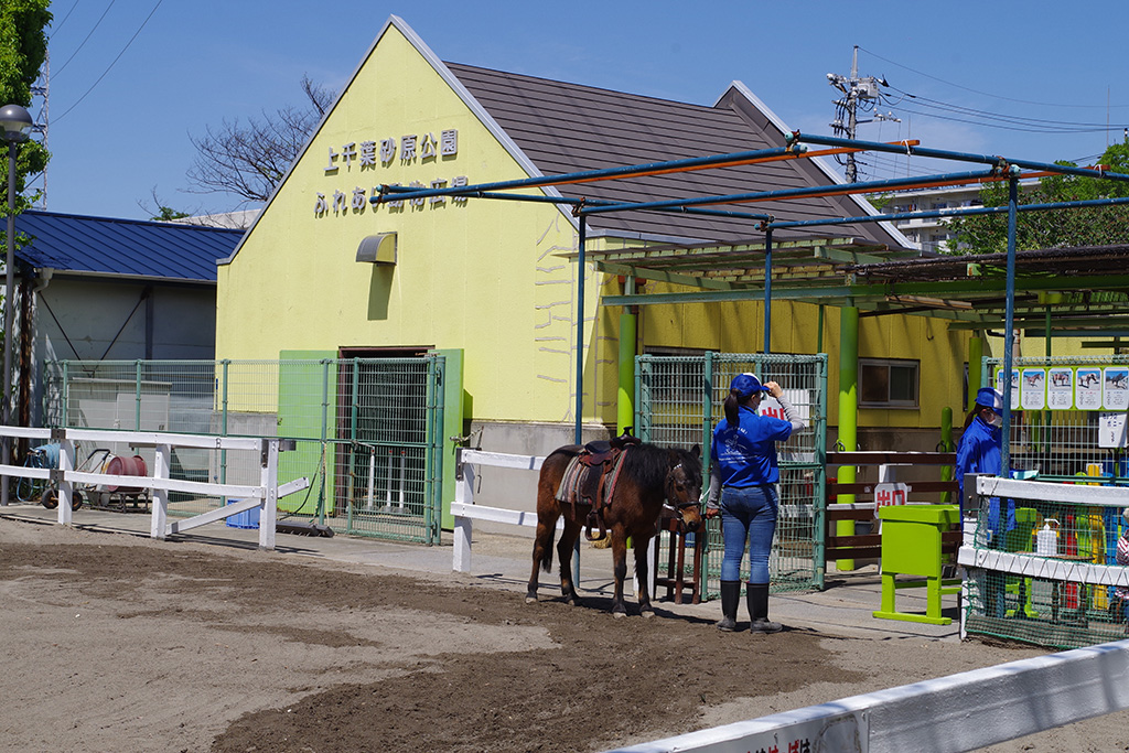 ポニーの乗馬体験/上千葉砂原公園(東京都/葛飾区)