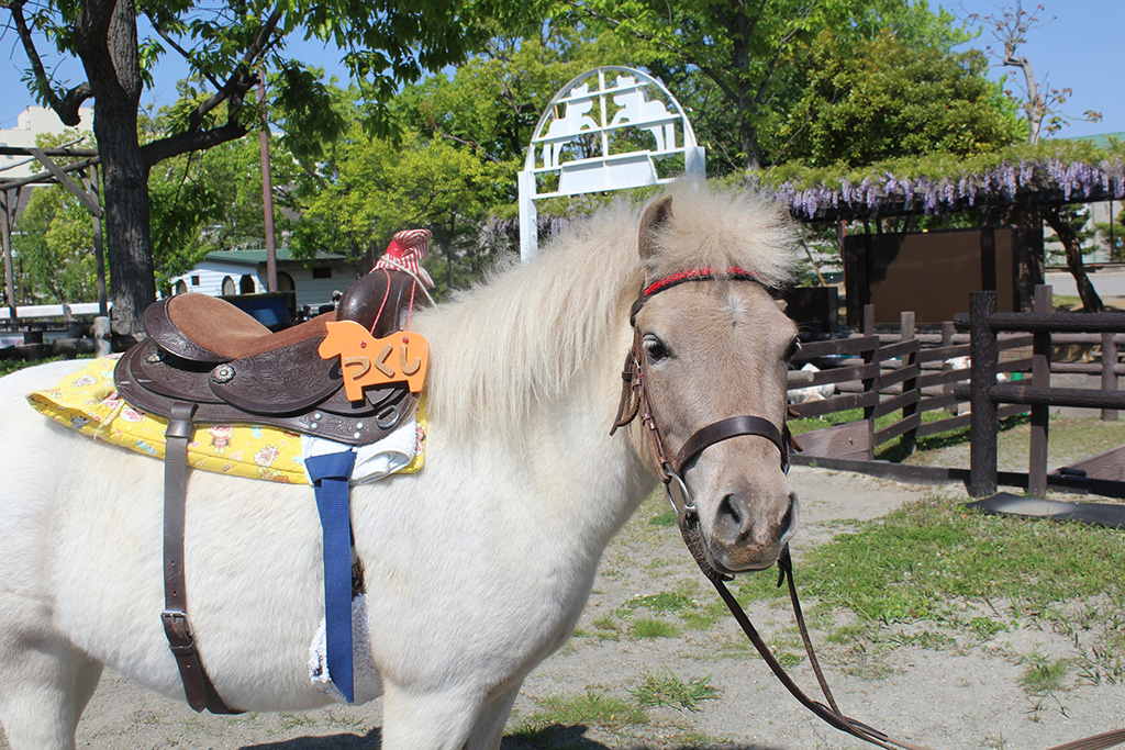 「なぎさポニーランド」／総合レクリエーション公園（東京都／江戸川区）