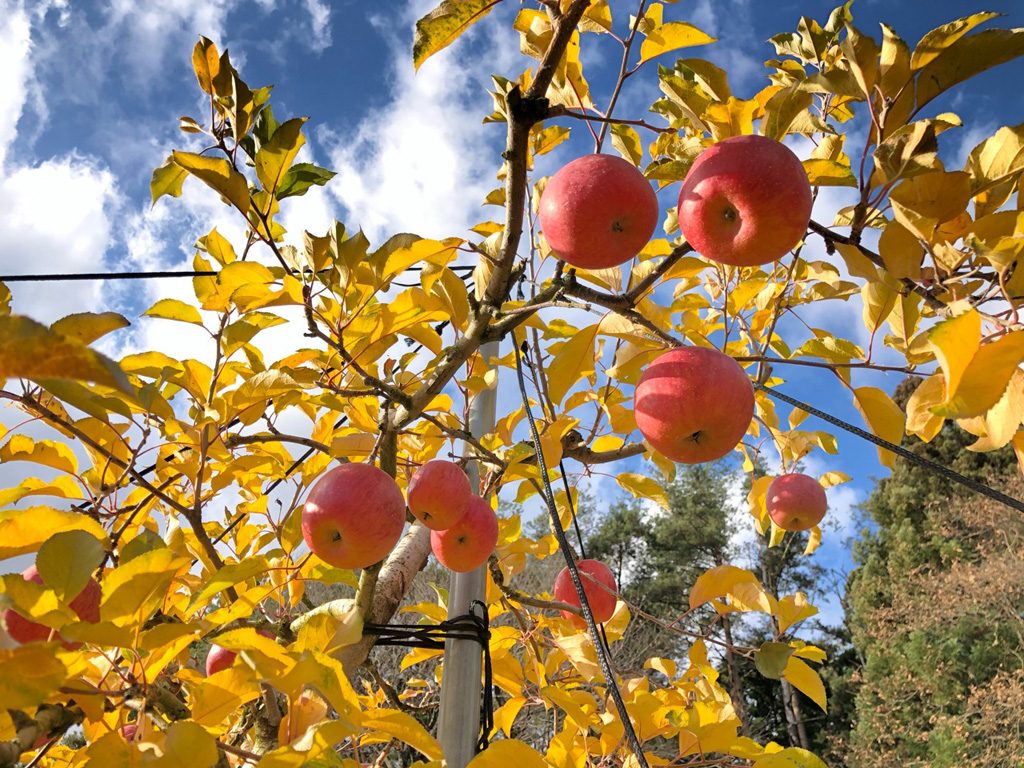 朝島観光りんご園（岩手県／盛岡市）