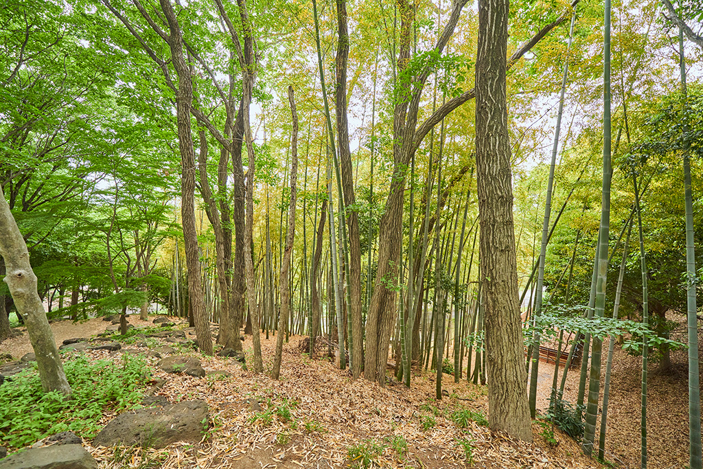 竹林/稲城中央公園（東京都/稲城市）