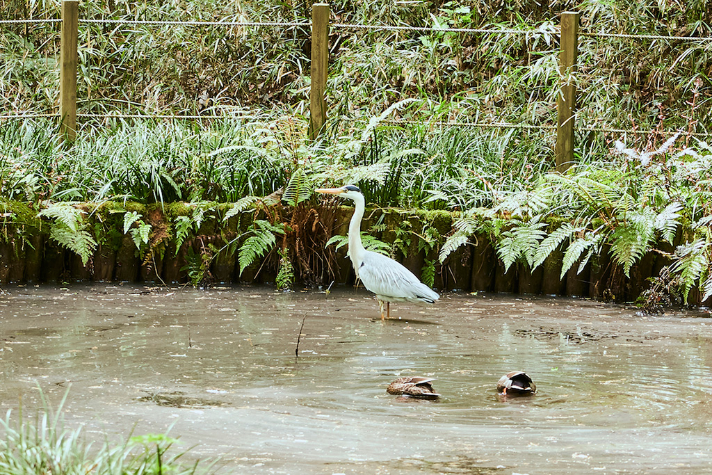 野鳥/都立小山田緑地(東京都/町田市)