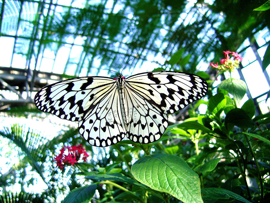 オオゴマダラ/橿原市昆虫館(奈良県/橿原市)