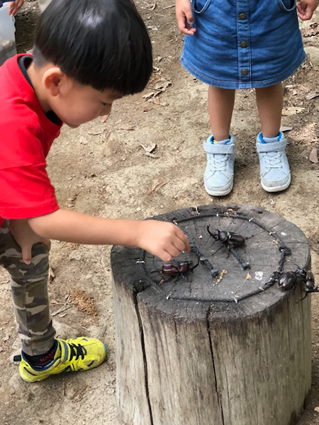 カブトムシ相撲の様子/リフレッシュパーク市川(兵庫県/市川町)