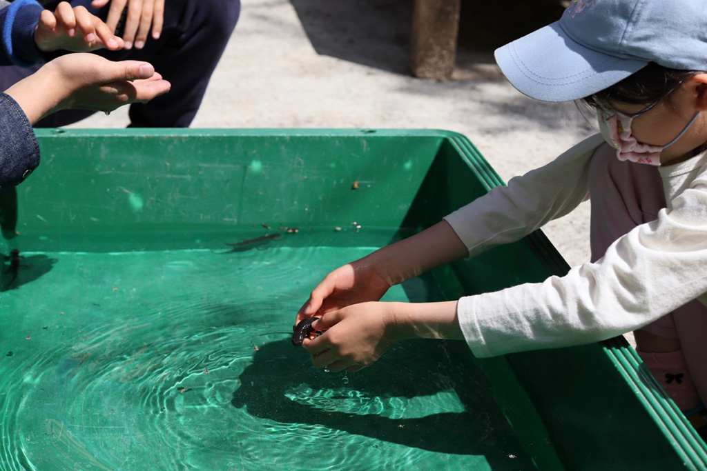 虫のふれあいの様子/佐用町昆虫館(兵庫県/佐用町)