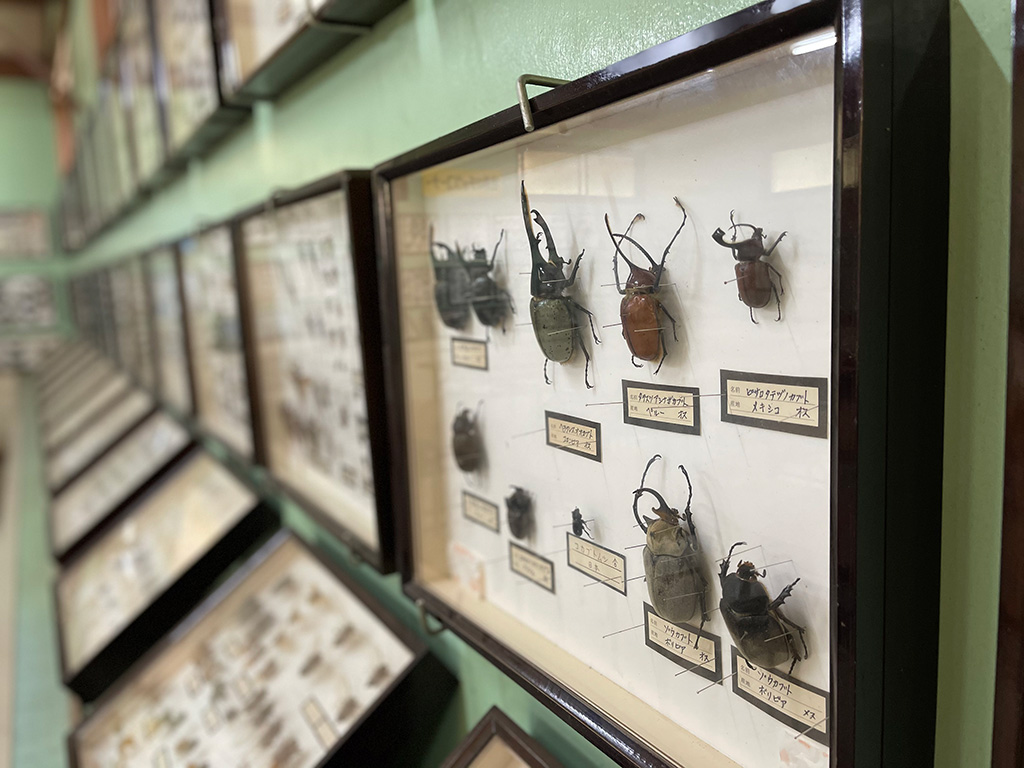 昆虫標本/しい茸ランドかさや(兵庫県/三田市)