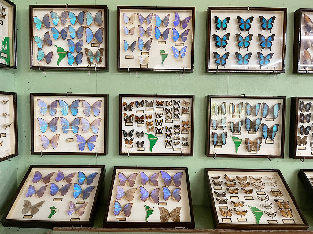 昆虫標本/しい茸ランドかさや(兵庫県/三田市)