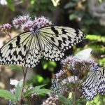 関東のおすすめ昆虫館！世界のカブトムシ・クワガタ・蝶の観察やふれあいなど