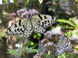 関東のおすすめ昆虫館！世界のカブトムシ・クワガタ・蝶の観察やふれあいなど