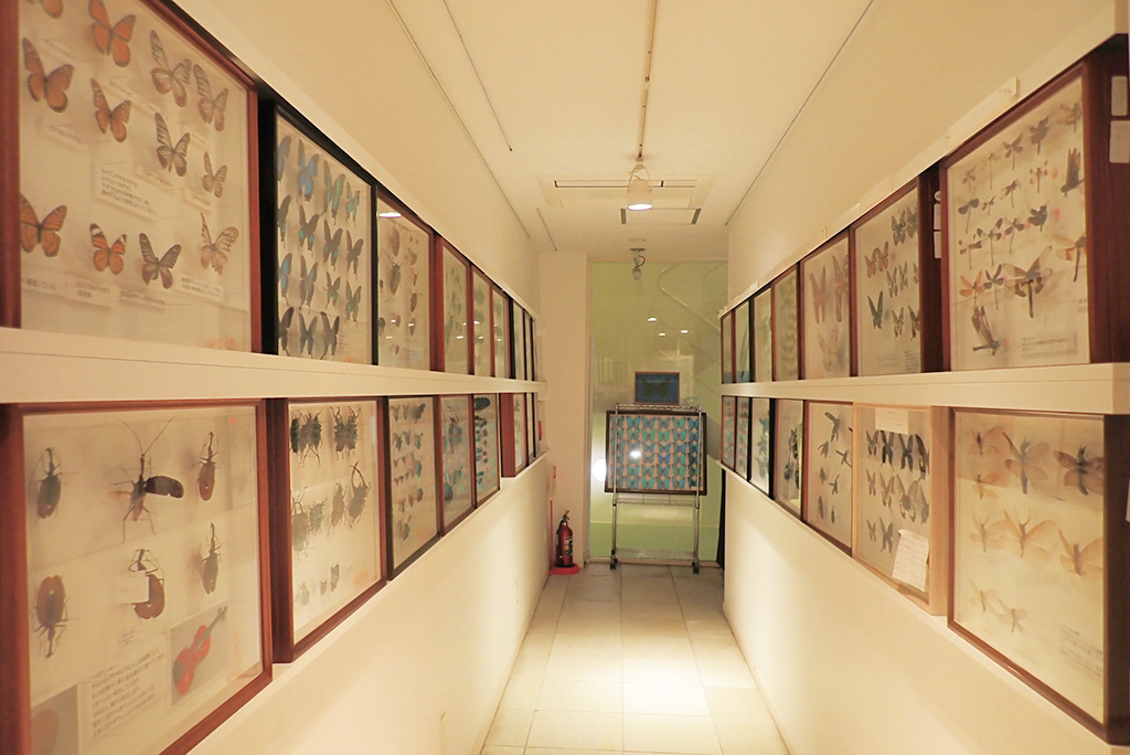館内の昆虫標本/ファーブル昆虫館「虫の詩人の館」（東京都/文京区）