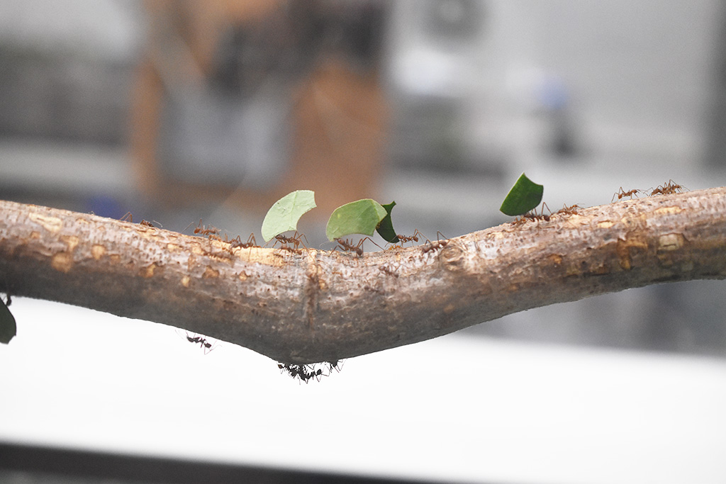 ハキリアリ/多摩動物公園（東京都/日野市）