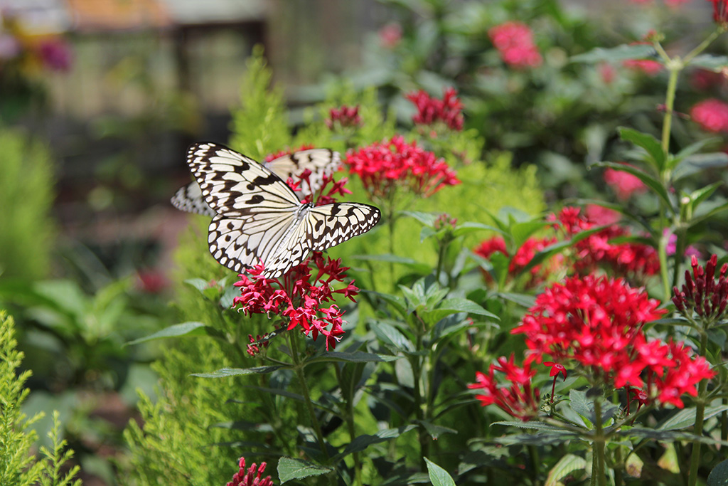 オオゴマダラ/フラワーパークかごしま（鹿児島県/指宿市）