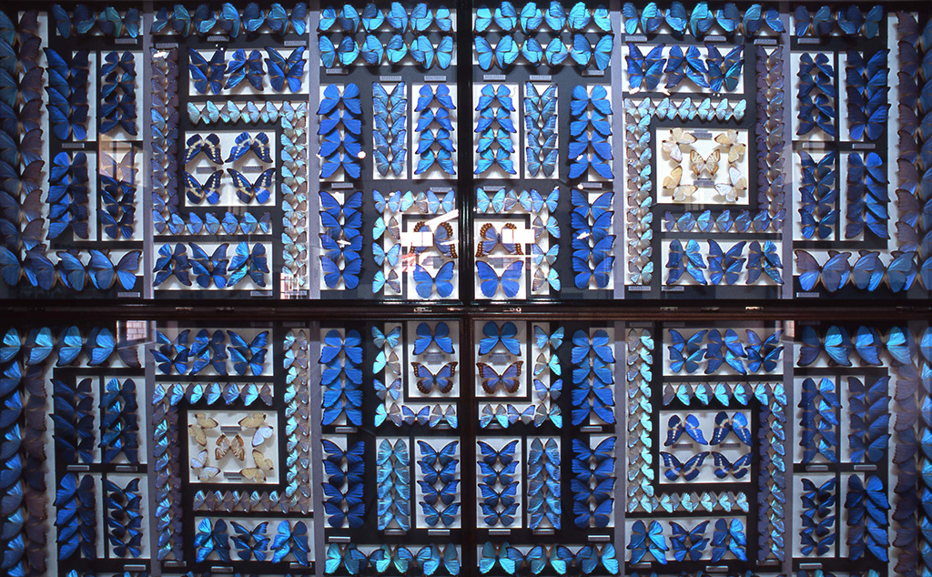 モルフォチョウの標本/名和昆虫博物館(岐阜県/岐阜市)