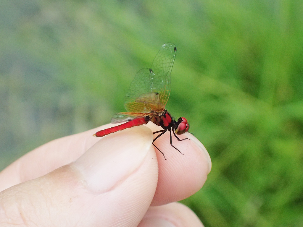 トンボ/三重県上野森林公園(三重県/伊賀市)