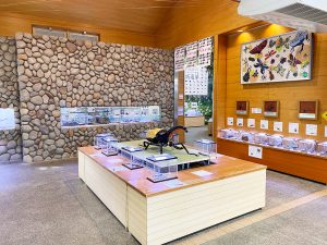 東海のおすすめ昆虫館!世界の昆虫標本展示や、採集体験・観察会がある公園も
