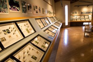 北海道・東北のおすすめ昆虫館!カブトムシとのふれあいや体験プログラムなど