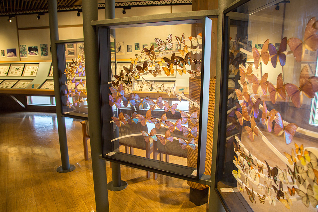 1階の展示室/こんちゅう館（栗原市サンクチュアリセンターつぎたて館）」（宮城県）