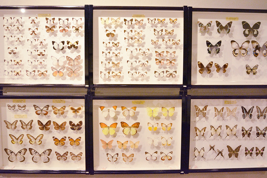 2階展示室の昆虫標本/こんちゅう館（栗原市サンクチュアリセンターつぎたて館）」（宮城県）