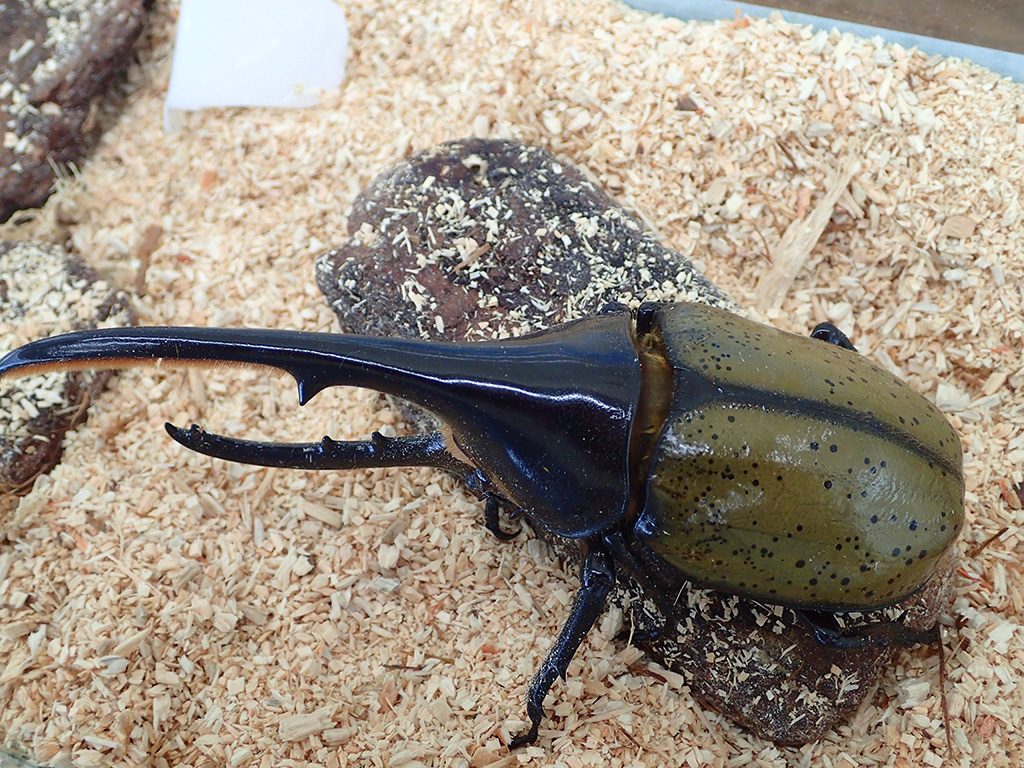 ヘラクレスオオカブト/ムシテックワールド（福島県/須賀川市）