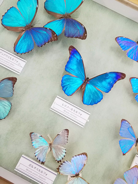 モルフォ蝶の標本/よねざわ昆虫館（山形県/米沢市）