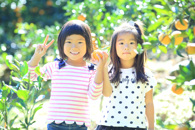 みかん狩りイメージ