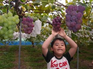 京都府の秋の味覚&果物狩りスポット5選!ぶどう狩り・みかん狩り・芋掘りなど