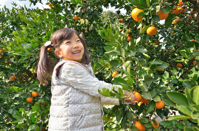 みかん狩りイメージ