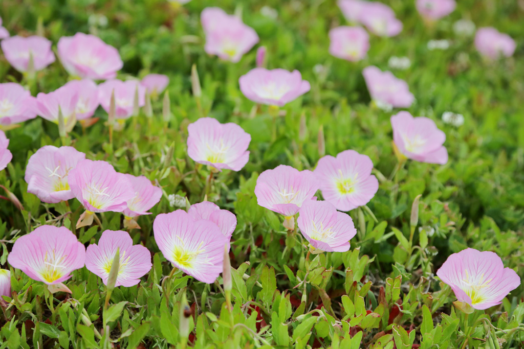「ヒルザキツキミソウ」／若洲海浜公園（東京都／江東区）