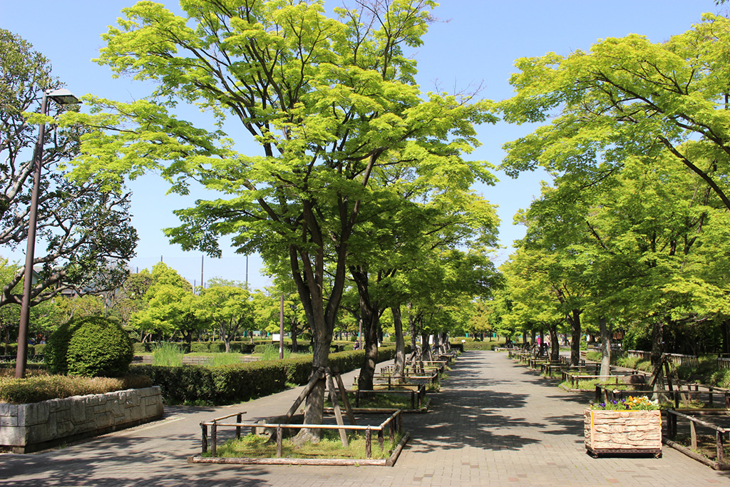 「モミジ並木」/行船公園(東京都/江戸川区)
