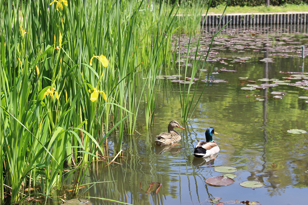 「水生池」/行船公園(東京都/江戸川区)