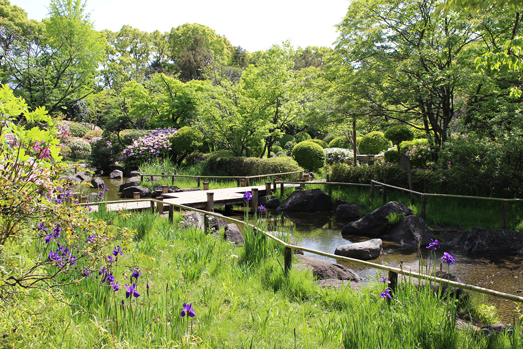「花菖蒲」/行船公園(東京都/江戸川区)