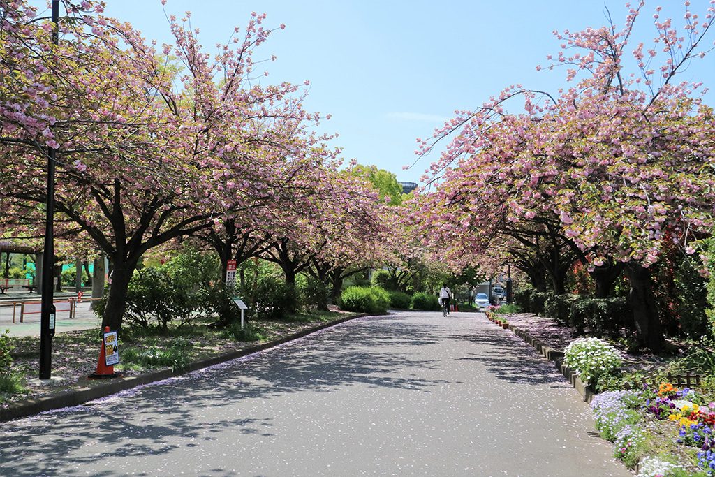 C地区/亀戸中央公園（東京都/江東区）