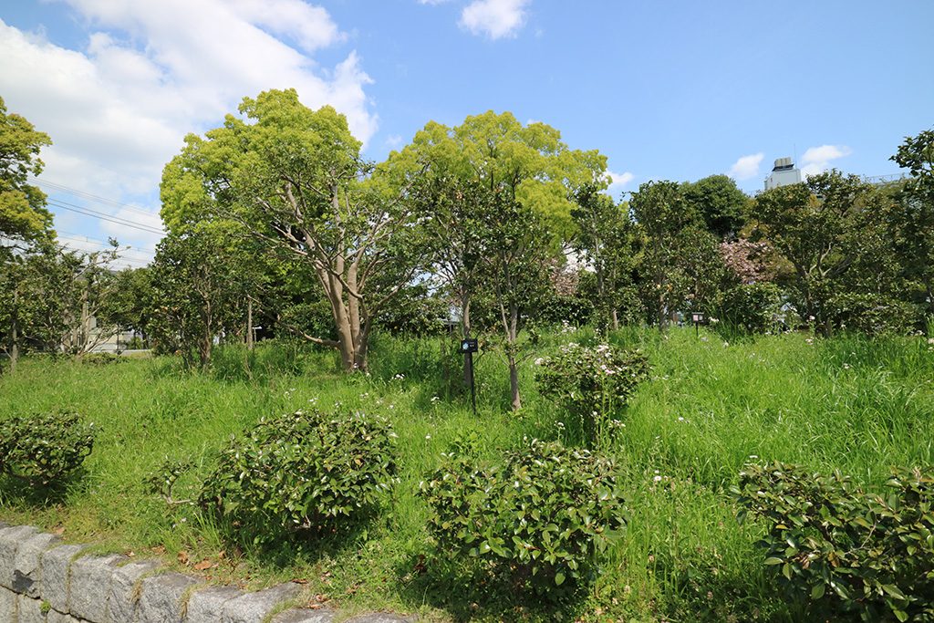 サザンカコーナー/亀戸中央公園（東京都/江東区）