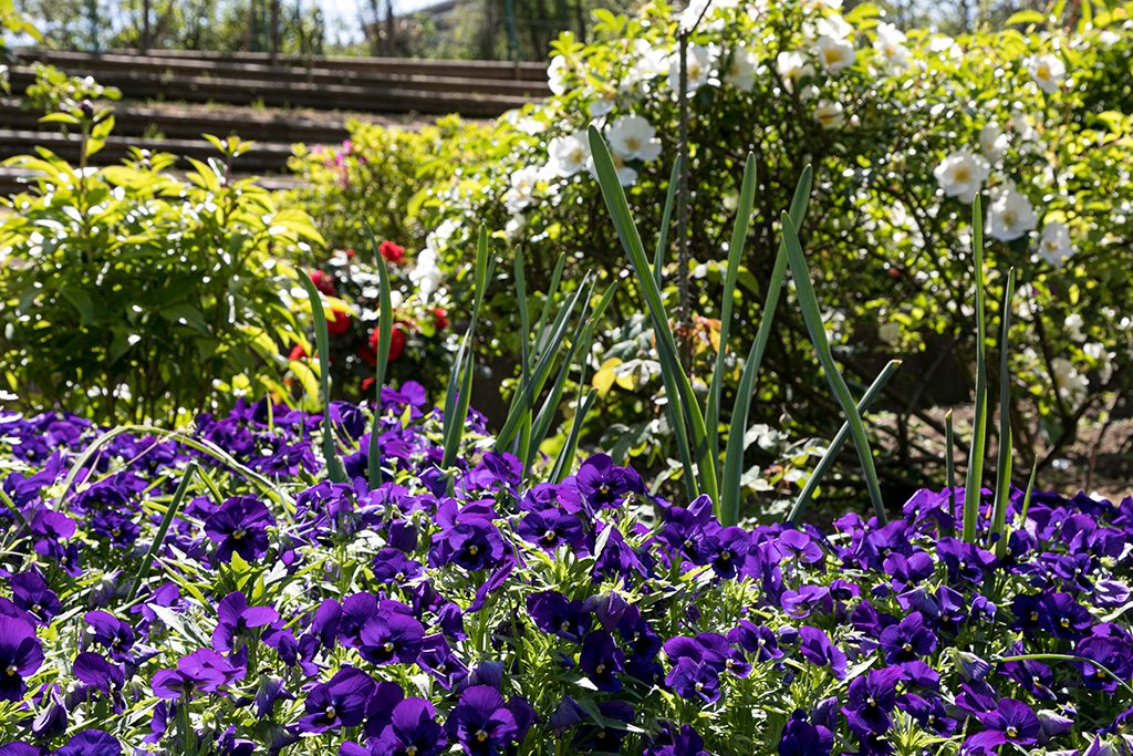 「花の広場」/戸山公園（東京都/新宿区）