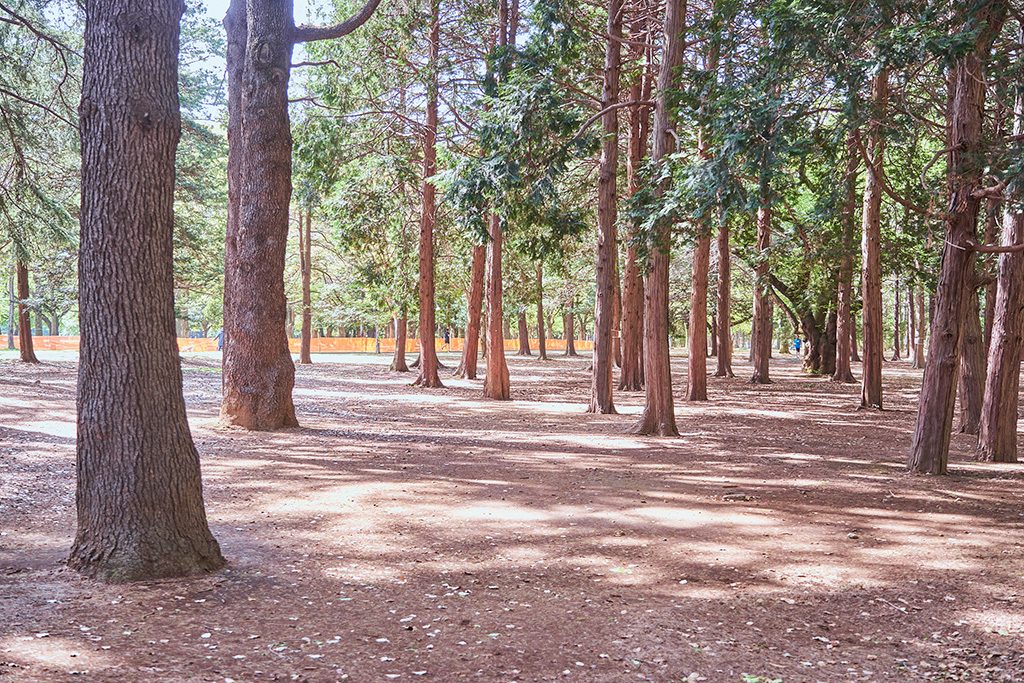 雑木林/代々木公園（東京都/渋谷区）