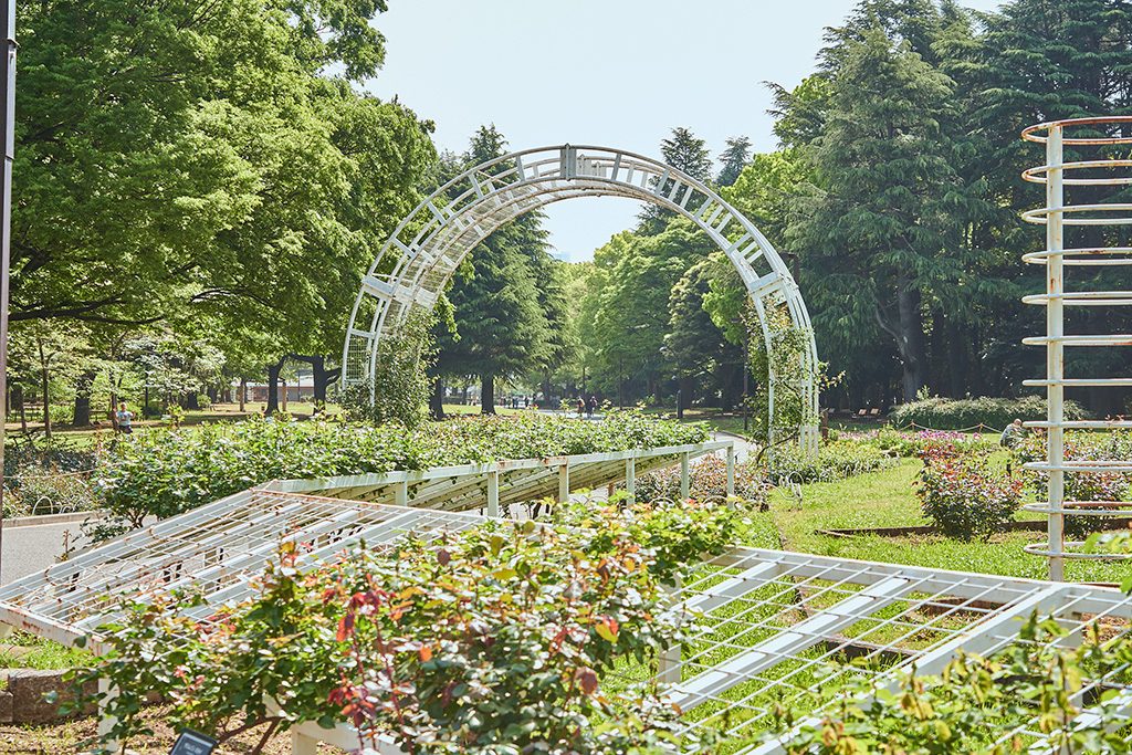バラ園/代々木公園（東京都/渋谷区）