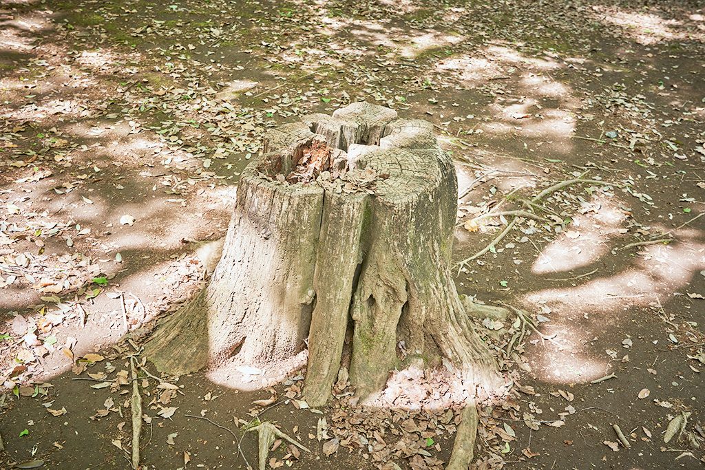 切り株/代々木公園（東京都/渋谷区）