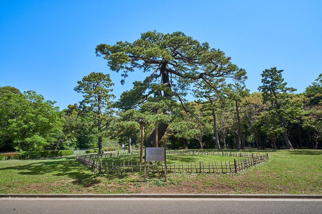 閲兵式の松/代々木公園（東京都/渋谷区）