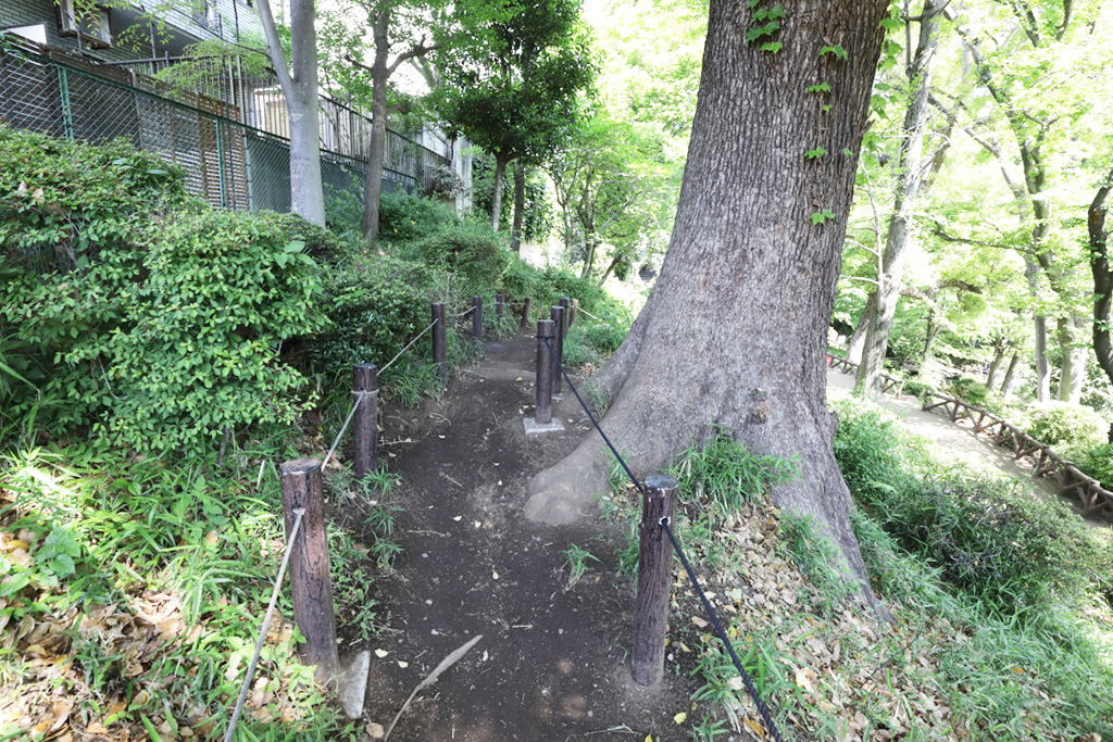 「樹木」/須藤公園(東京都/文京区)