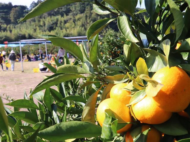 土佐の高知のくだもの畑（高知県／香南市）