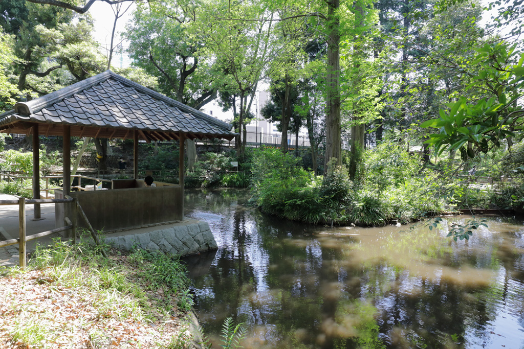 「大きな池」／おとめ山公園（東京都／新宿区）