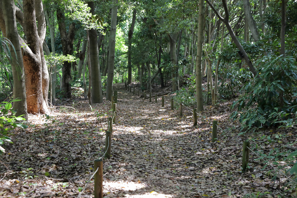「多彩な樹木」／大井ふ頭中央海浜公園なぎさの森（東京都／品川区）