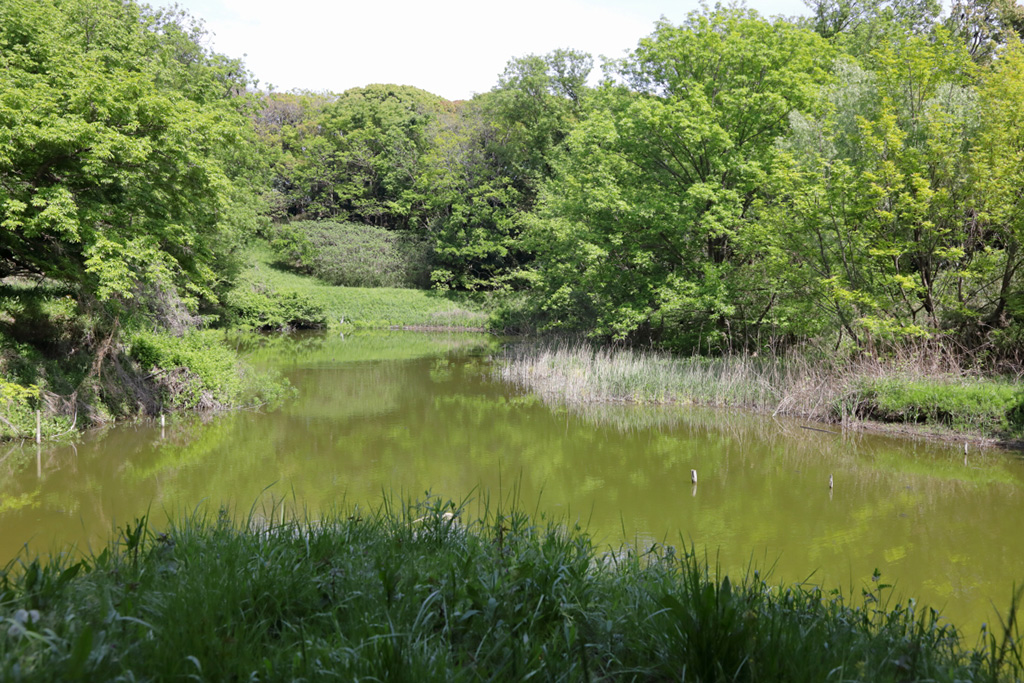 「淡水池」／大井ふ頭中央海浜公園なぎさの森（東京都／品川区）