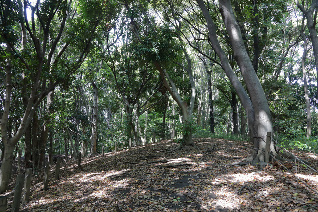 「散策路」／大井ふ頭中央海浜公園なぎさの森（東京都／品川区）