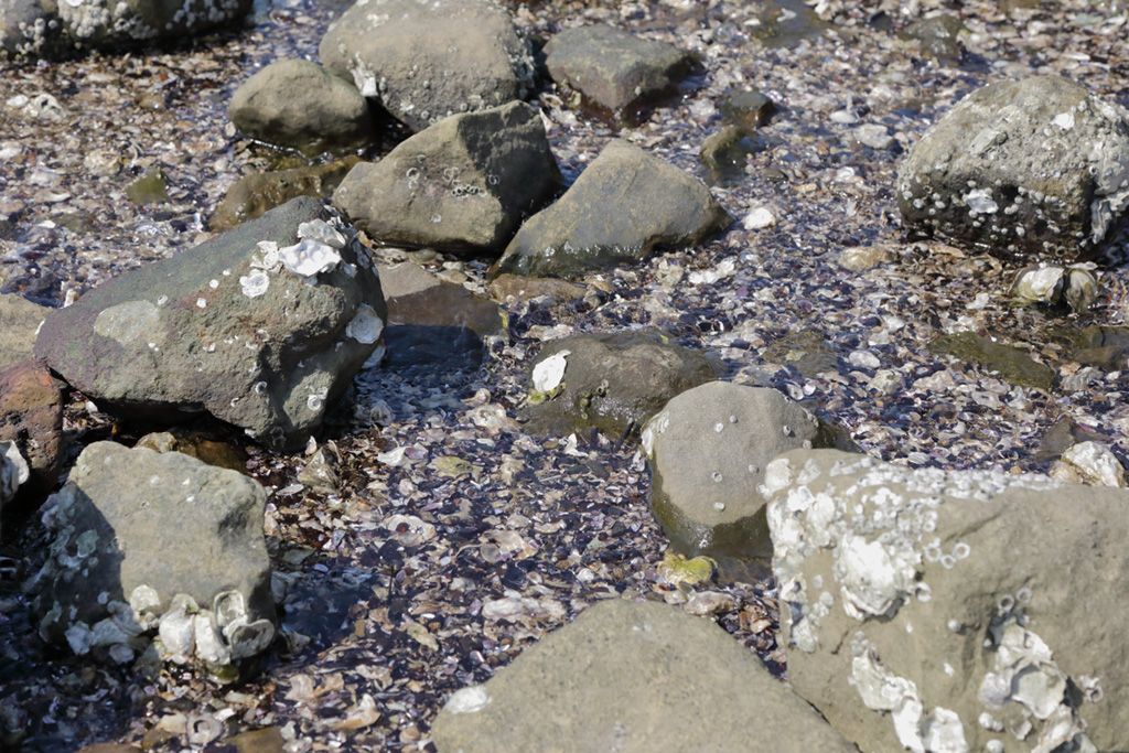 「しおじ磯」／大井ふ頭中央海浜公園なぎさの森（東京都／品川区）