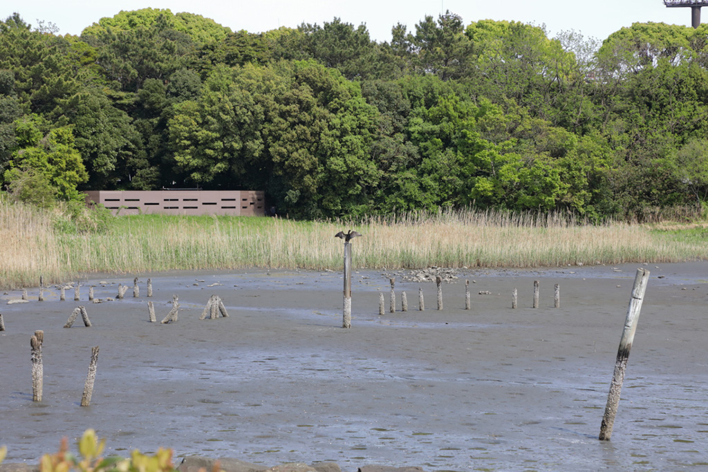「干潟」／大井ふ頭中央海浜公園なぎさの森（東京都／品川区）