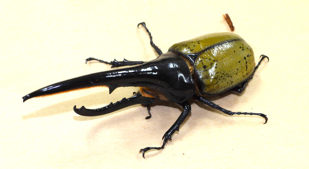 ヘラクレスオオカブト/よねざわ昆虫館（山形県/米沢市）