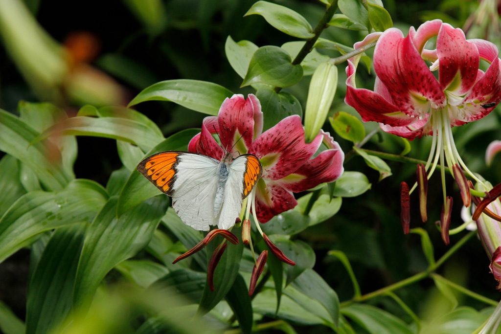 ツマベニチョウ／フラワーパークかごしま（鹿児島県/指宿市）